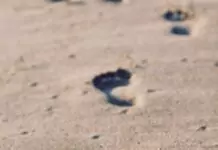 barefoot running in the send